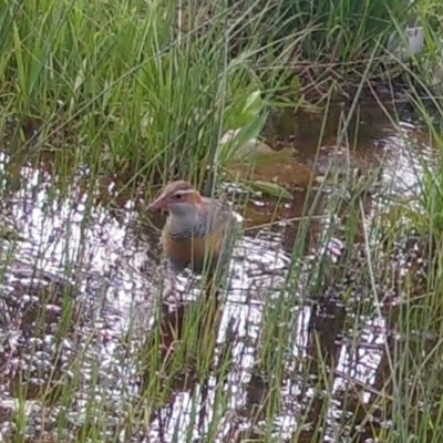 Gallirallus philippensis (Buff-banded Rail) at Googong, NSW - 3 Oct 2021 by Wandiyali