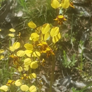 Diuris pardina at Majura, ACT - 8 Oct 2021