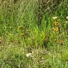 Diuris pardina at Majura, ACT - 8 Oct 2021