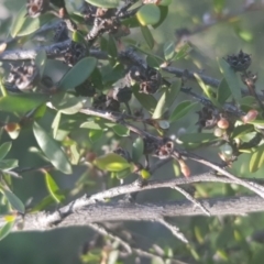 Gaudium brevipes (Grey Tea-tree) at Watson, ACT - 4 Oct 2021 by MAX