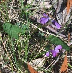 Viola betonicifolia (Mountain Violet) at Paddys River, ACT - 9 Oct 2021 by Ned_Johnston