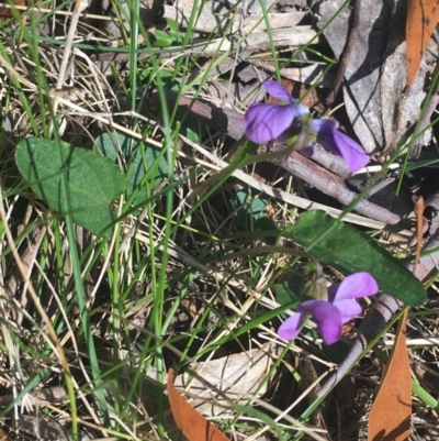 Viola betonicifolia (Mountain Violet) at Paddys River, ACT - 9 Oct 2021 by NedJohnston