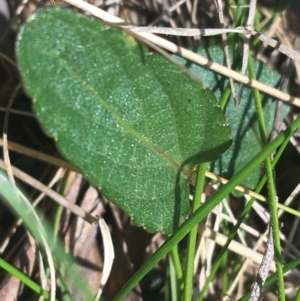 Viola betonicifolia at Paddys River, ACT - 9 Oct 2021