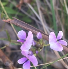 Glycine clandestina (Twining Glycine) at Paddys River, ACT - 9 Oct 2021 by NedJohnston
