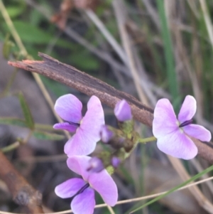 Glycine clandestina at Paddys River, ACT - 9 Oct 2021 02:07 PM