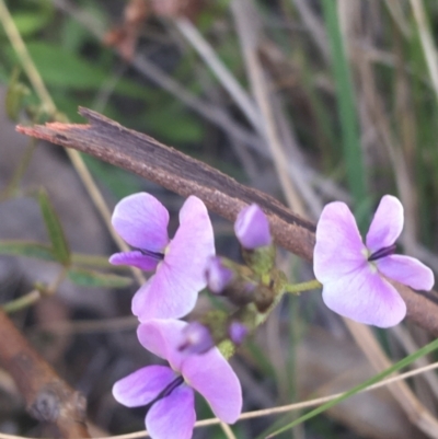 Glycine clandestina (Twining Glycine) at Paddys River, ACT - 9 Oct 2021 by Ned_Johnston