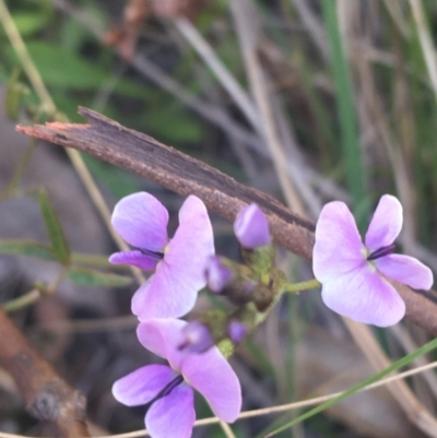 Glycine clandestina (Twining Glycine) at Tidbinbilla Nature Reserve - 9 Oct 2021 by Ned_Johnston