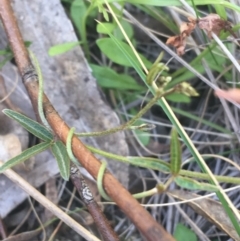 Glycine clandestina at Paddys River, ACT - 9 Oct 2021 02:07 PM