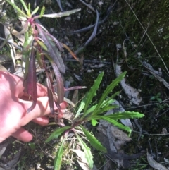 Senecio sp. (A Fireweed) at Paddys River, ACT - 9 Oct 2021 by Ned_Johnston