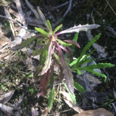 Senecio sp. at Paddys River, ACT - 9 Oct 2021 02:07 PM