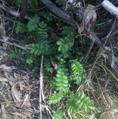 Acaena x ovina (Sheep's Burr) at Paddys River, ACT - 9 Oct 2021 by Ned_Johnston