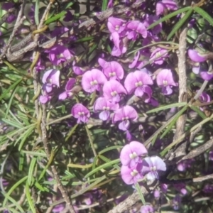 Glycine clandestina at Watson, ACT - 4 Oct 2021 05:13 PM