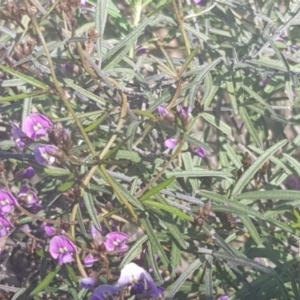 Glycine clandestina at Watson, ACT - 4 Oct 2021 05:13 PM