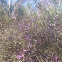 Glycine clandestina at Watson, ACT - 4 Oct 2021 05:13 PM