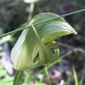 Pterostylis curta at Paddys River, ACT - suppressed