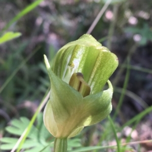 Pterostylis curta at Paddys River, ACT - suppressed