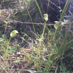 Pterostylis curta at Paddys River, ACT - suppressed