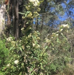 Olearia lirata (Snowy Daisybush) at Paddys River, ACT - 9 Oct 2021 by Ned_Johnston