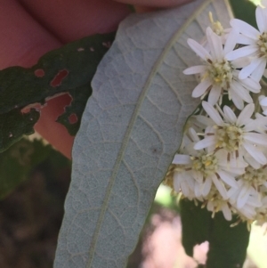 Olearia lirata at Paddys River, ACT - 9 Oct 2021