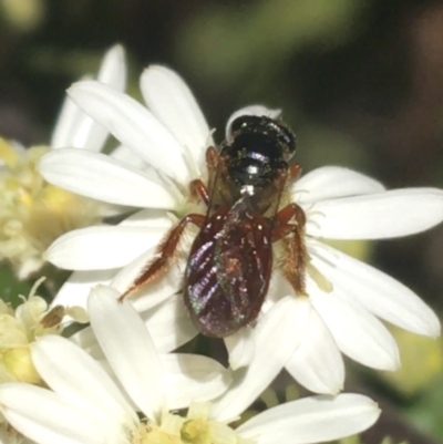 Exoneura sp. (genus) (A reed bee) at Paddys River, ACT - 9 Oct 2021 by NedJohnston