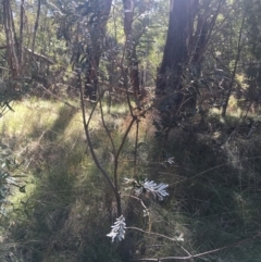 Banksia marginata (Silver Banksia) at Paddys River, ACT - 9 Oct 2021 by Ned_Johnston