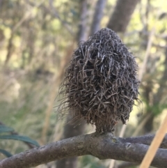 Banksia marginata at Paddys River, ACT - 9 Oct 2021