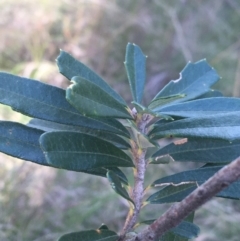 Banksia marginata at Paddys River, ACT - 9 Oct 2021 02:26 PM