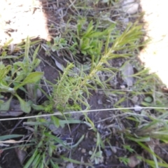 Chrysocephalum semipapposum (Clustered Everlasting) at Carwoola, NSW - 6 Oct 2021 by Liam.m