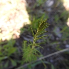 Chrysocephalum semipapposum at Carwoola, NSW - 7 Oct 2021