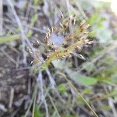 Aira elegantissima (Delicate Hairgrass) at Carwoola, NSW - 6 Oct 2021 by Liam.m