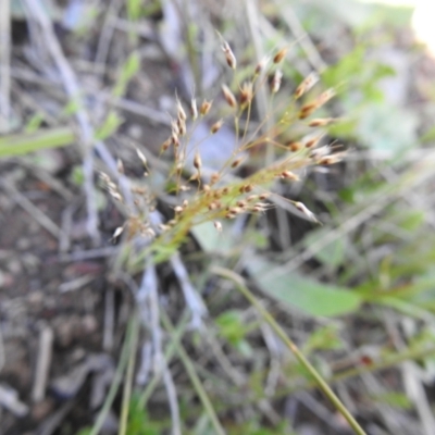 Aira elegantissima (Delicate Hairgrass) at Carwoola, NSW - 7 Oct 2021 by Liam.m