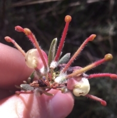 Grevillea lanigera (Woolly Grevillea) at Paddys River, ACT - 9 Oct 2021 by Ned_Johnston