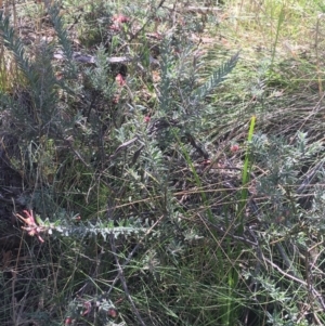 Grevillea lanigera at Paddys River, ACT - 9 Oct 2021