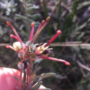 Grevillea lanigera at Paddys River, ACT - 9 Oct 2021