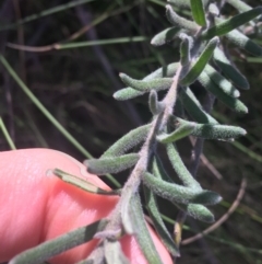 Grevillea lanigera at Paddys River, ACT - 9 Oct 2021