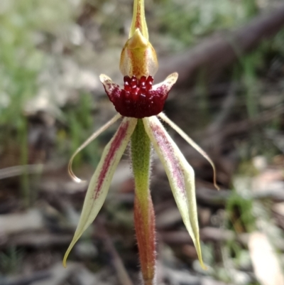 Caladenia actensis (Canberra Spider Orchid) by Lou