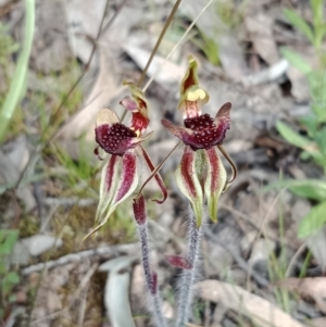 Caladenia actensis at suppressed - suppressed