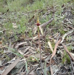 Caladenia actensis at suppressed - suppressed