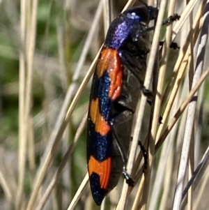 Castiarina insularis at Mount Clear, ACT - 9 Oct 2021