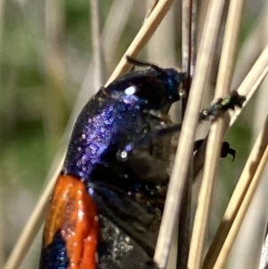 Castiarina insularis at Mount Clear, ACT - 9 Oct 2021