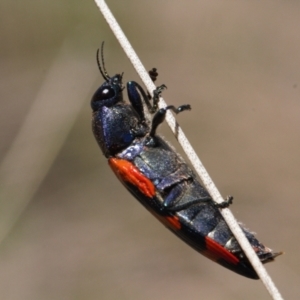 Castiarina insularis at Mount Clear, ACT - 9 Oct 2021