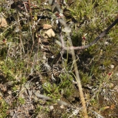 Caladenia parva (Brown-clubbed Spider Orchid) at Carwoola, NSW - 7 Oct 2021 by Liam.m