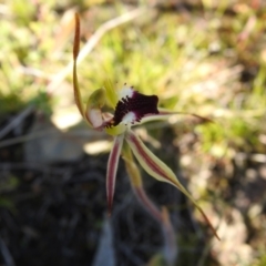 Caladenia parva at Carwoola, NSW - suppressed