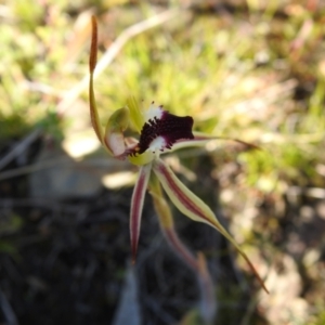 Caladenia parva at Carwoola, NSW - 7 Oct 2021