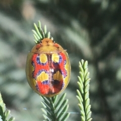 Paropsisterna nobilitata (Leaf beetle, Button beetle) at Paddys River, ACT - 9 Oct 2021 by Ned_Johnston