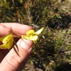 Diuris chryseopsis at suppressed - 7 Oct 2021