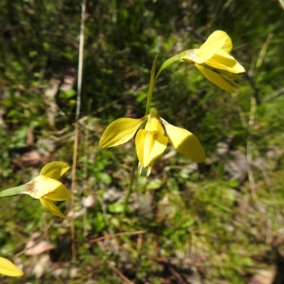 Diuris chryseopsis (Golden Moth) at Carwoola, NSW - 7 Oct 2021 by Liam.m