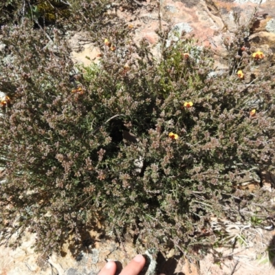 Dillwynia sericea (Egg And Bacon Peas) at Carwoola, NSW - 10 Oct 2021 by Liam.m