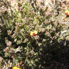 Dillwynia sericea at Carwoola, NSW - suppressed