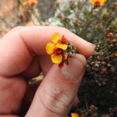 Dillwynia sericea at Carwoola, NSW - suppressed